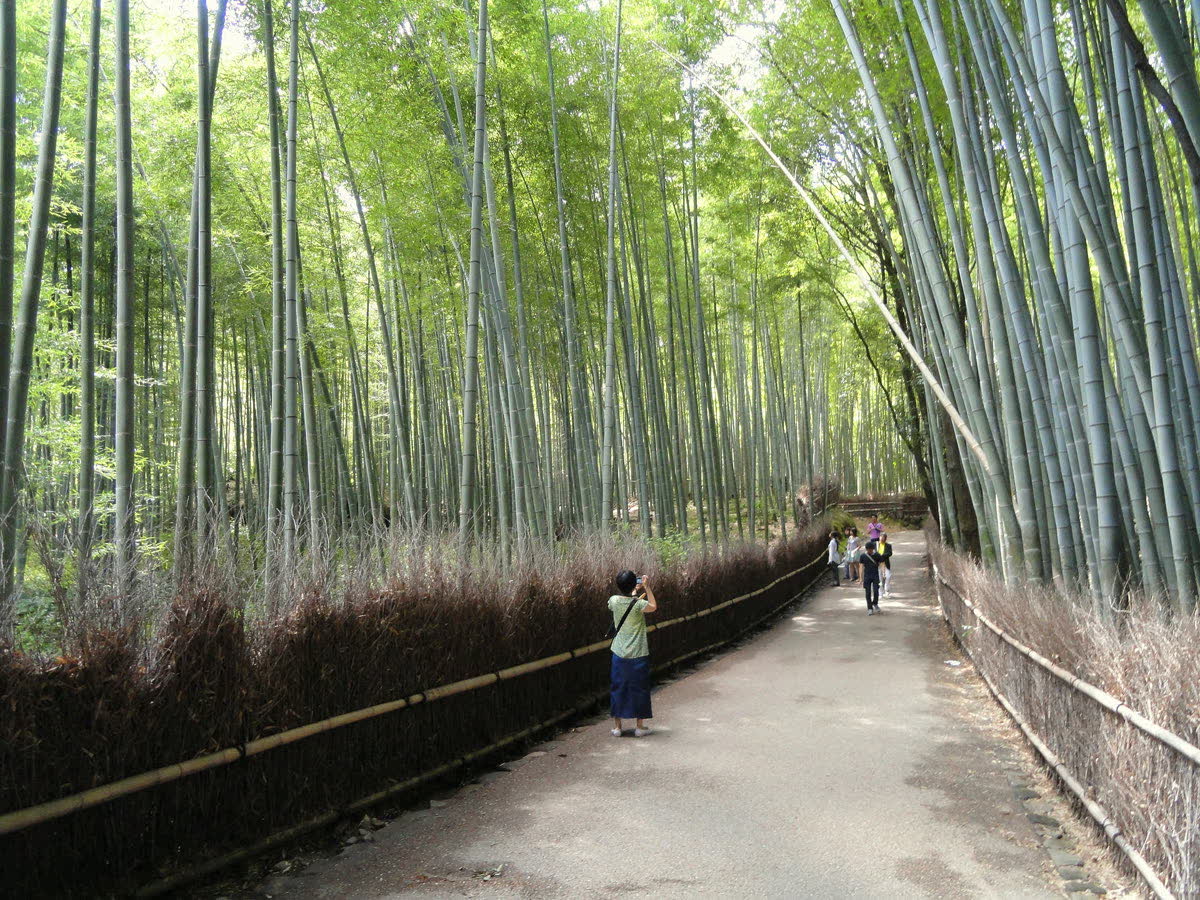 Arashiyama bamboo grove