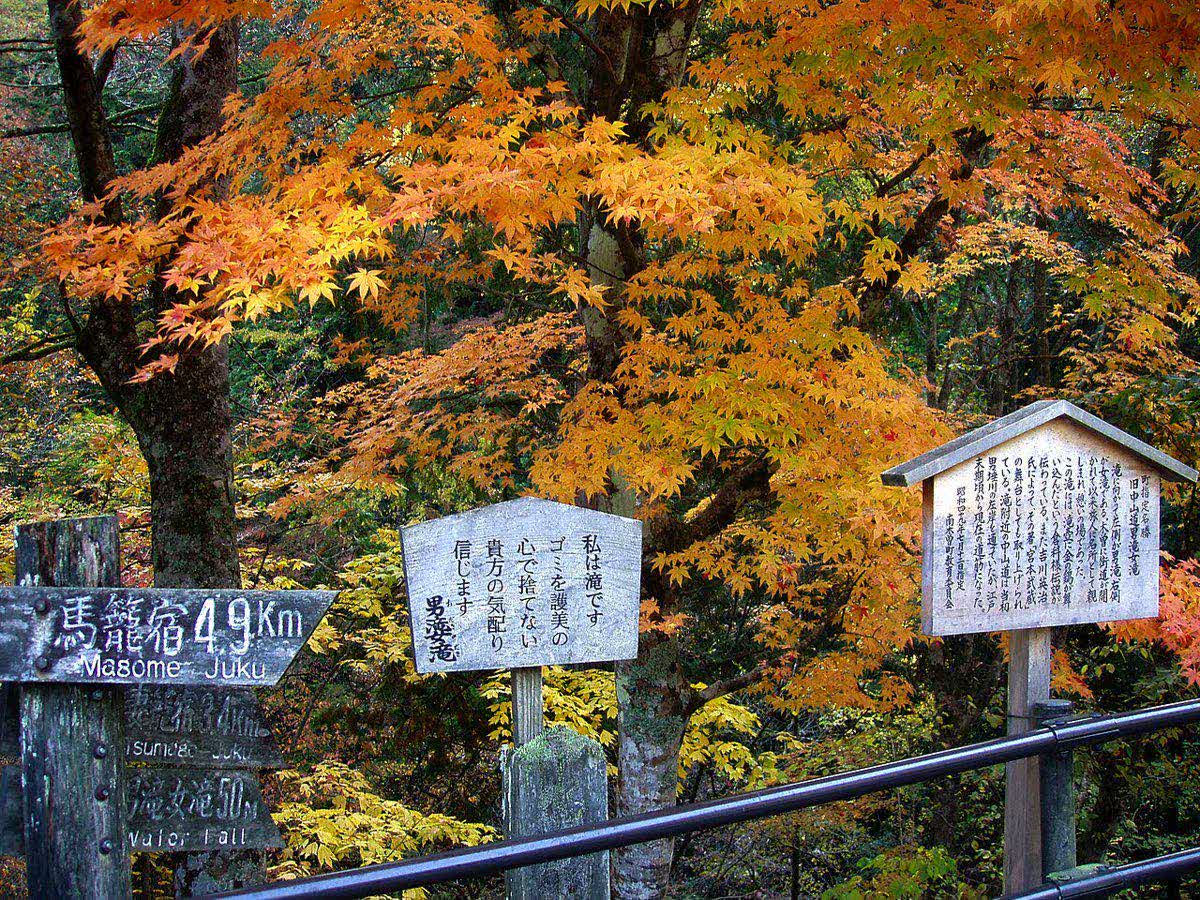 Nakasendo trail through forest