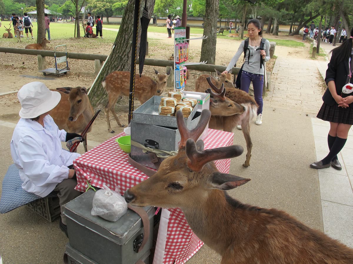 Sika deer in Nara Park