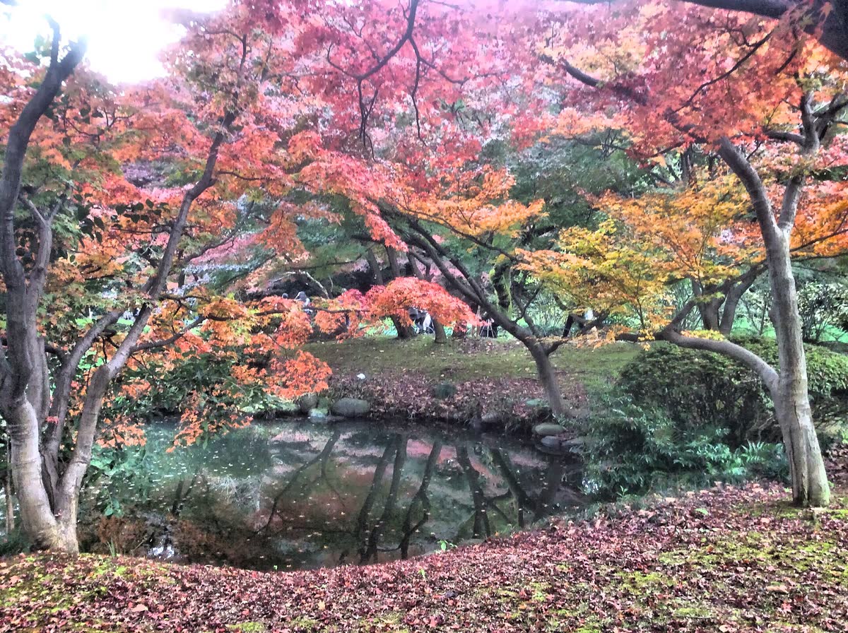 Tokyo park or forest in autumn colour